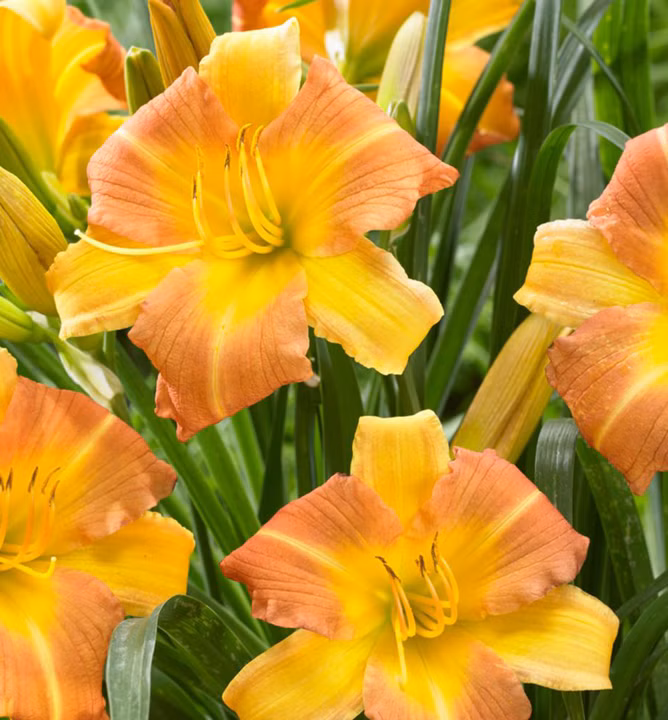 e2e7e820f5d93ef166bcfaf8031ac966