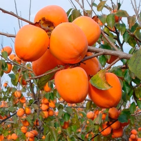 e327446113a766b289c44adb4f2d4503