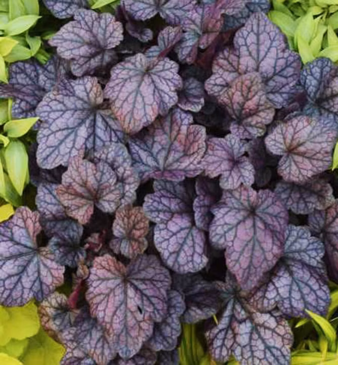 e346f4d0ac4cffdbc66c21e638e42a69