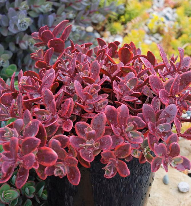 e38e495b6ce5879641c2b8f41e615c14