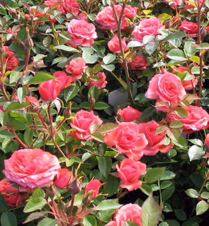 e3cf5f744a167c1d570d32703b52637f