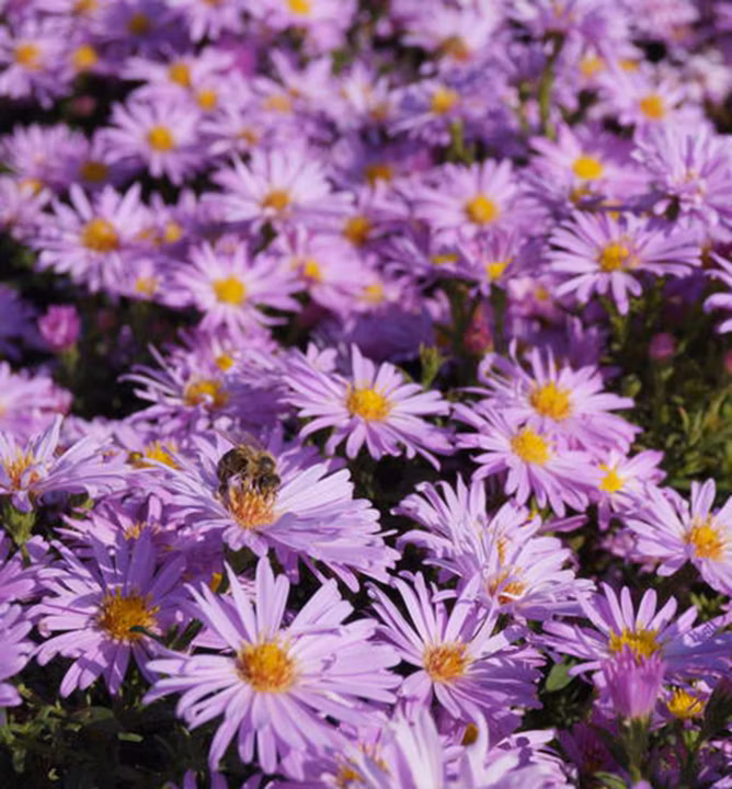 e3dd963c6213c7db61fd5f272fe2e8b0