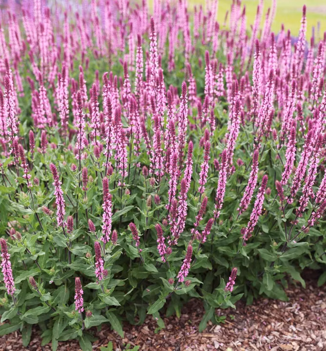 e4225cf0b70caec4d720d69e48897617