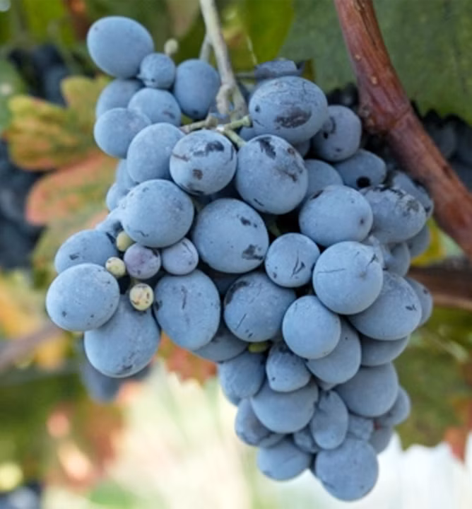 e43c0272e19aa4fae71377b8e06c919b