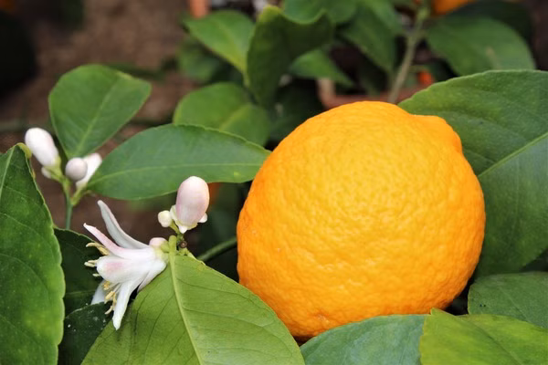 e46afca1136d339cd7066c6e5d2ca6b6