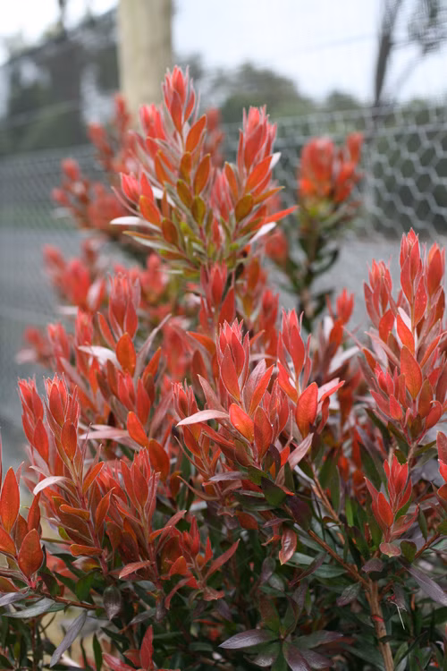 e4a1bf2ede1b17b7153ab5fad6b8119b