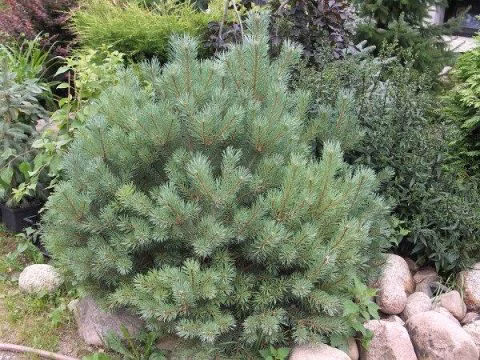 e4cfd9202be6ddf1afc303dcc4257725