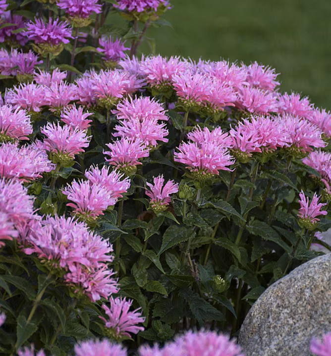 e4e2f4f375243428d3729828433d18c8