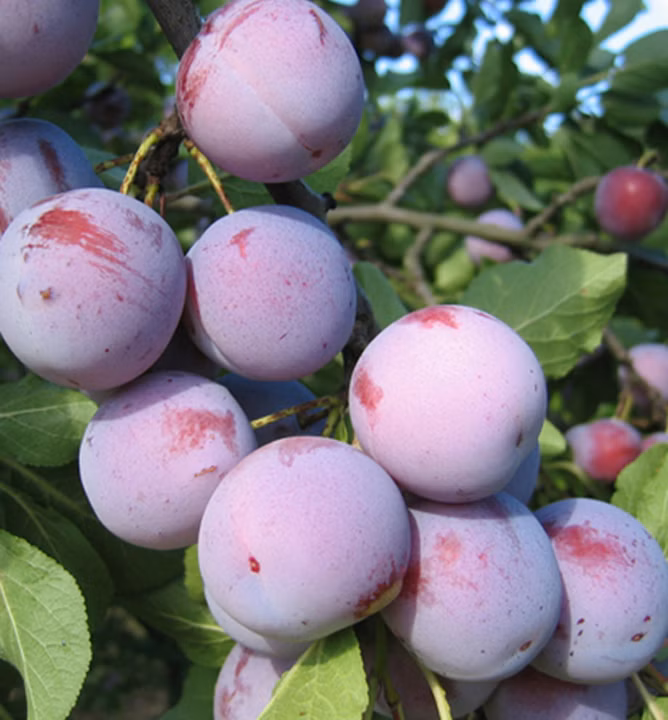 e4e40255a8d13dcf554616d29ef375ea