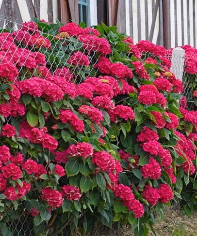 e50f37c0caeb735b1d638bd885bc44a4