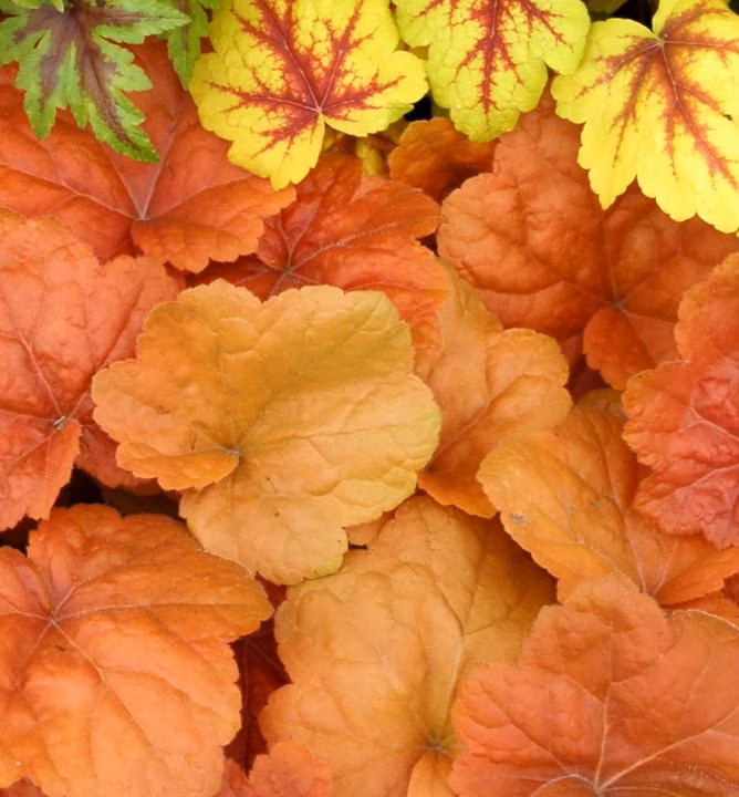 e533347341dcc6cb45c4b3ff2a5e44d7