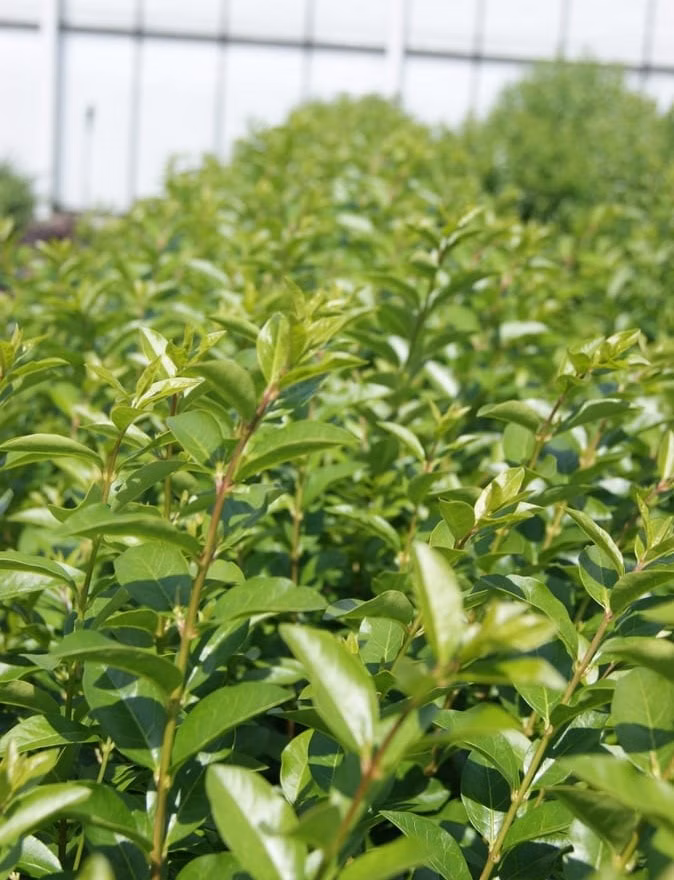 e54a40fd574136ff9647c1d9141e781c