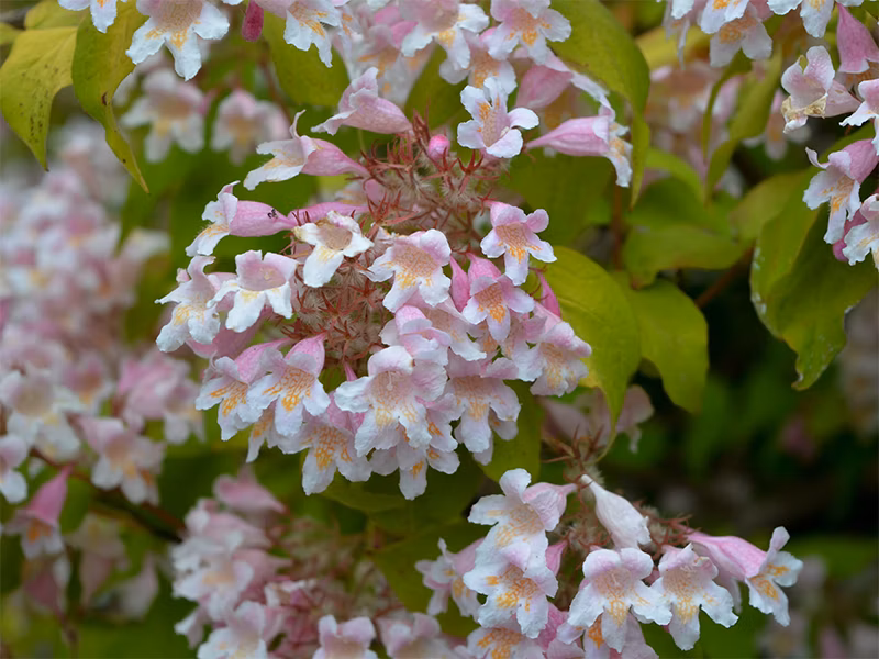 e59b593406f916fa0126c2dd7e2cd0e6