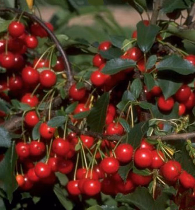 e5ca639844e5a08e66df79f0889a1eeb