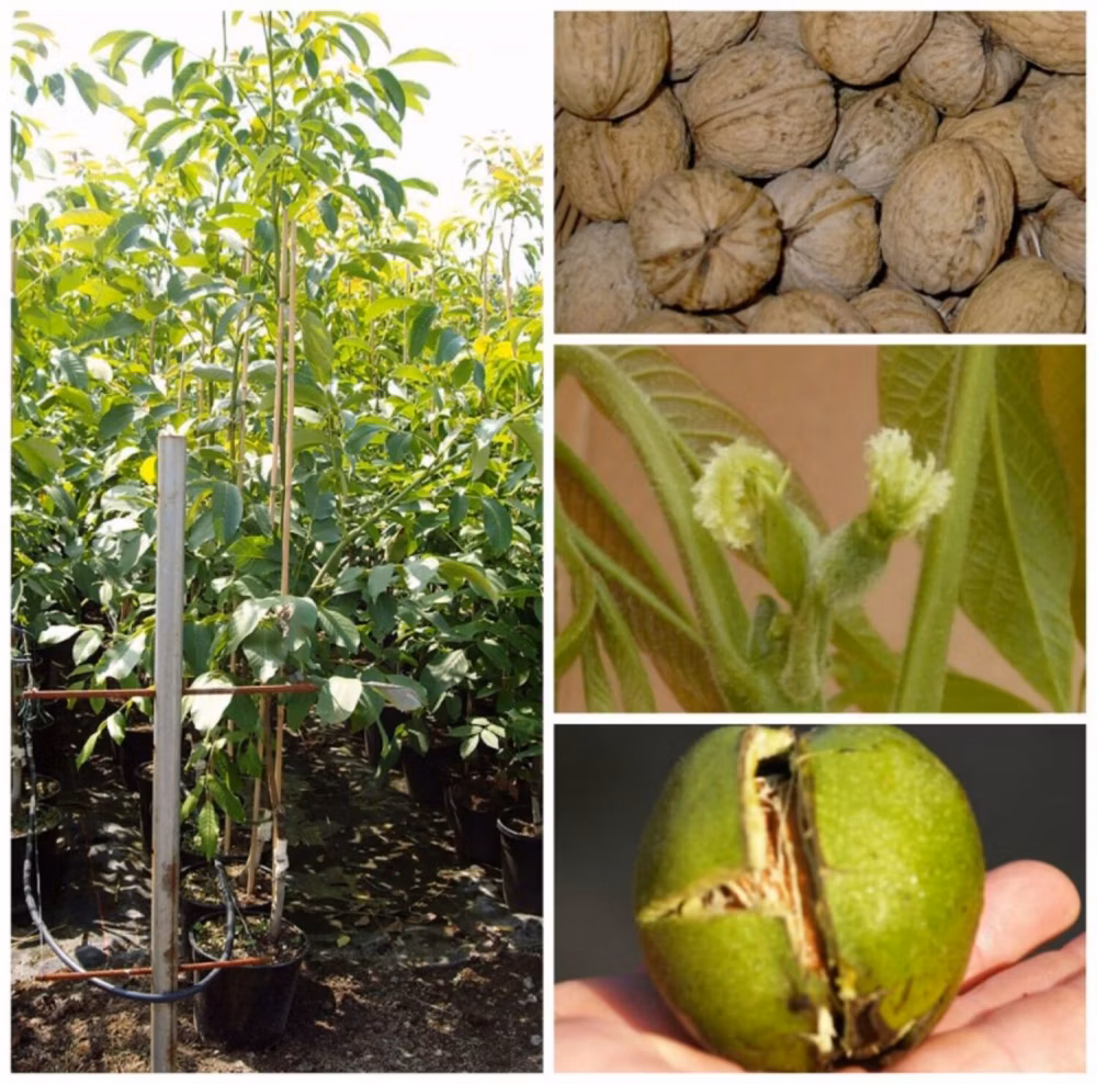 e5e93db060a664de6f74a82e91ba5274