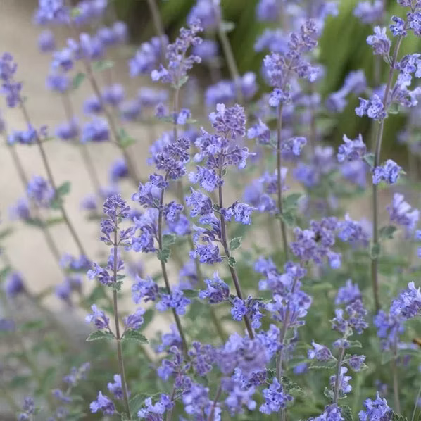 e643714555a175cc41fabdb5e39fb02e