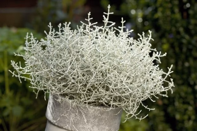 e6895ad9504a53d3b485c2d8ecd86ef6