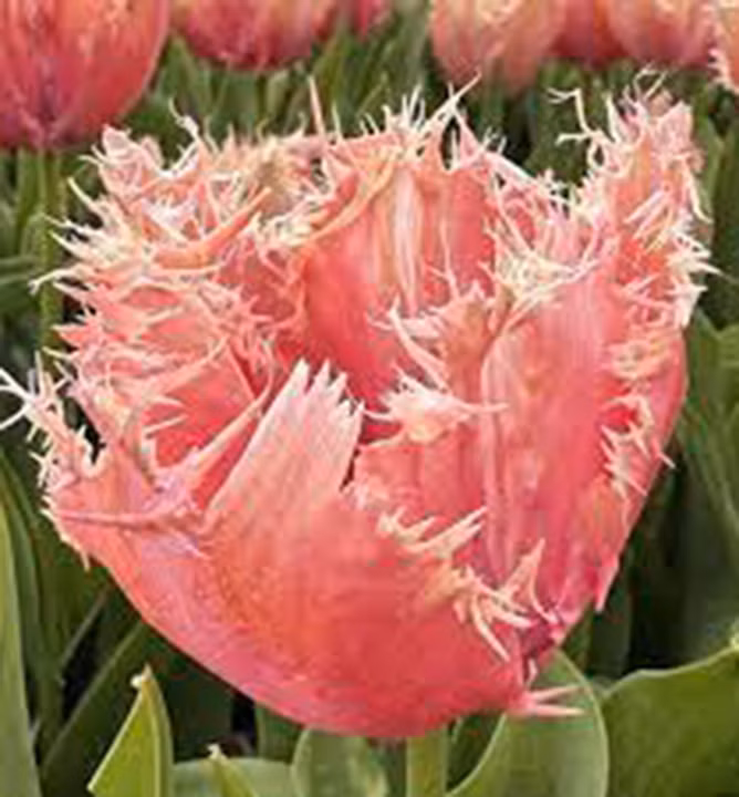 e6ee8584ca54b84fc23efe59d9d57506