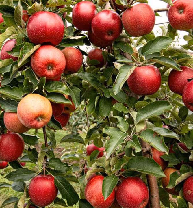 e7063b39f44fc12285746073622b5cb2