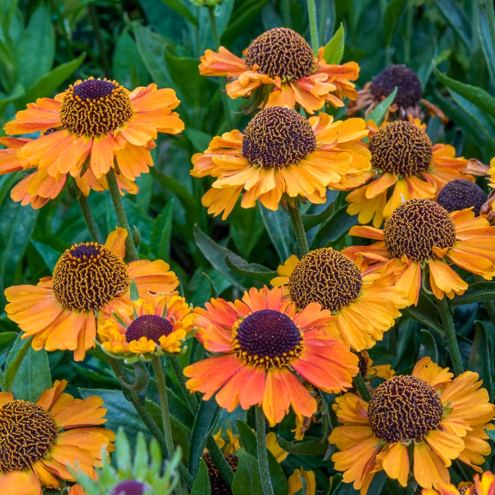 e70e34ab38ae8c5b6d53473b95e434a2