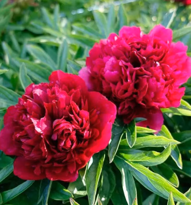 e70e966b2e8a8cec527884ae22d83698