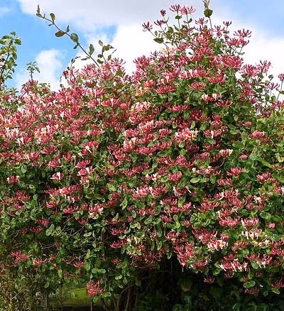 e768a7191f13bcc1870241b88f0a2483