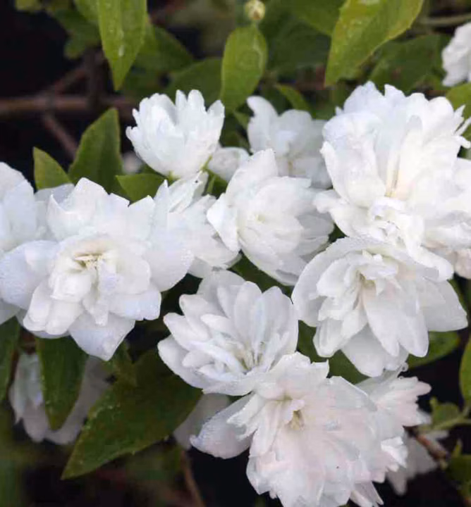 e77a3fb4a93fb687abd13cb5108905b6