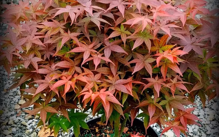 e7a1e4d0302ac322c264740cb9da161b