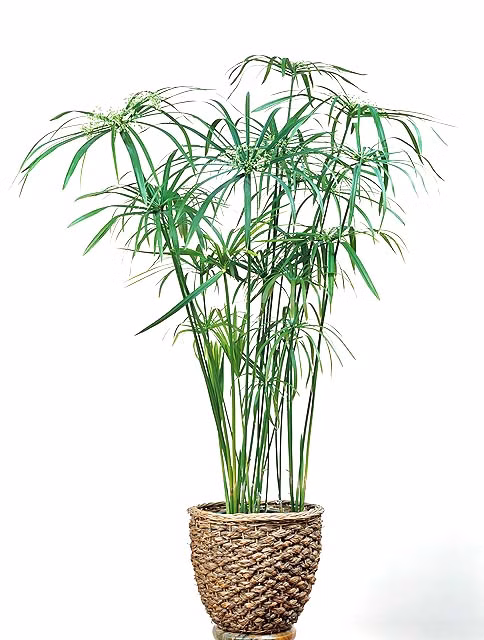 e7b870b626f879e781faf4cabbecd495