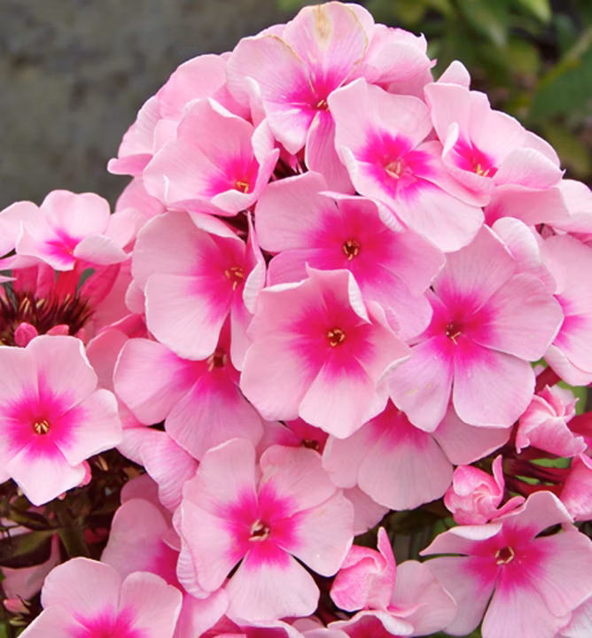 e7c0db299b198d0ea5f7f20193a76f45