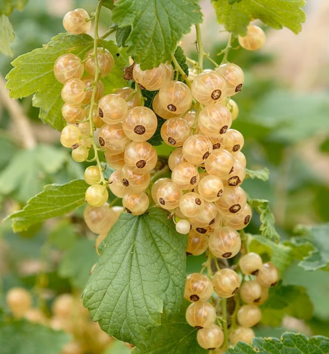 e7ed850b6928bbe7a15180d48f2bb565