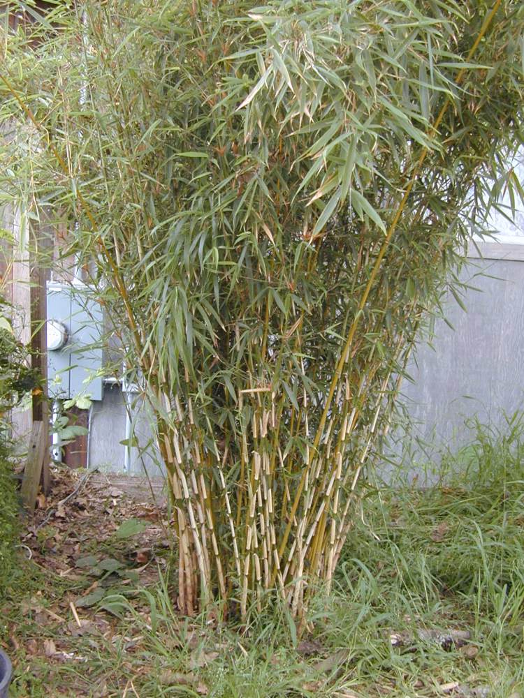 e7fe6d8e4ad342c7cec60c52567479ee