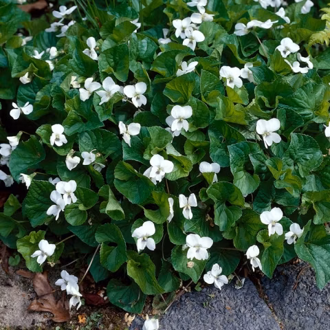 e80aeaa83182d4ef3674bffc26f70fcd