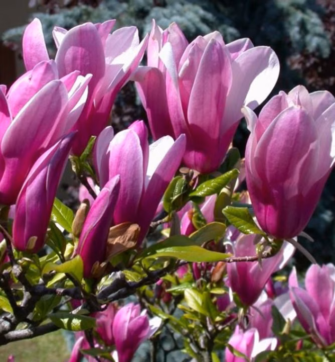 e83c5d0975c6a9d7c2c3d8deb1e5c59a