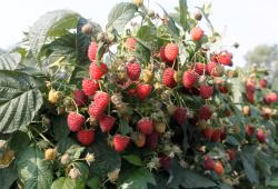 e87e7caf65f0b41c0ace87381bb38147