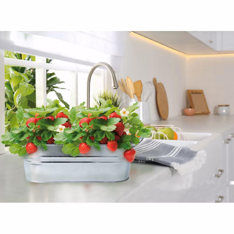 e882e16c972693211a8fb308764d14e1