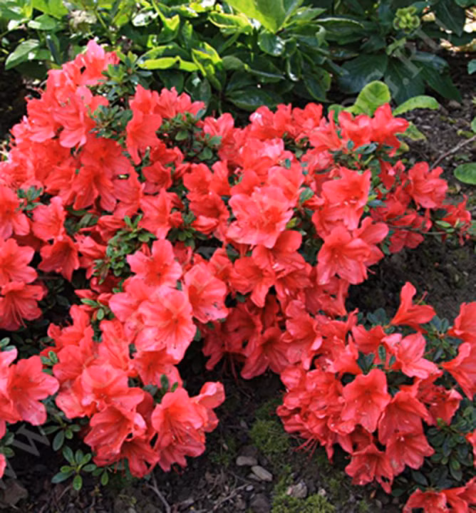 e8936b838ceaefd3caef3da5045ed992