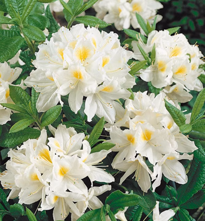 e8b2b12a3a441db9b12099c2dea1fd1b