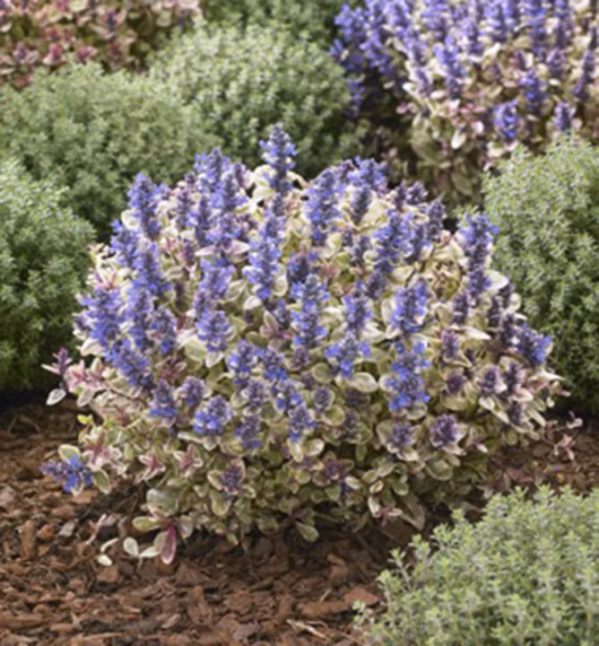 e8f9c534266661ff14d8f61cbec7deba