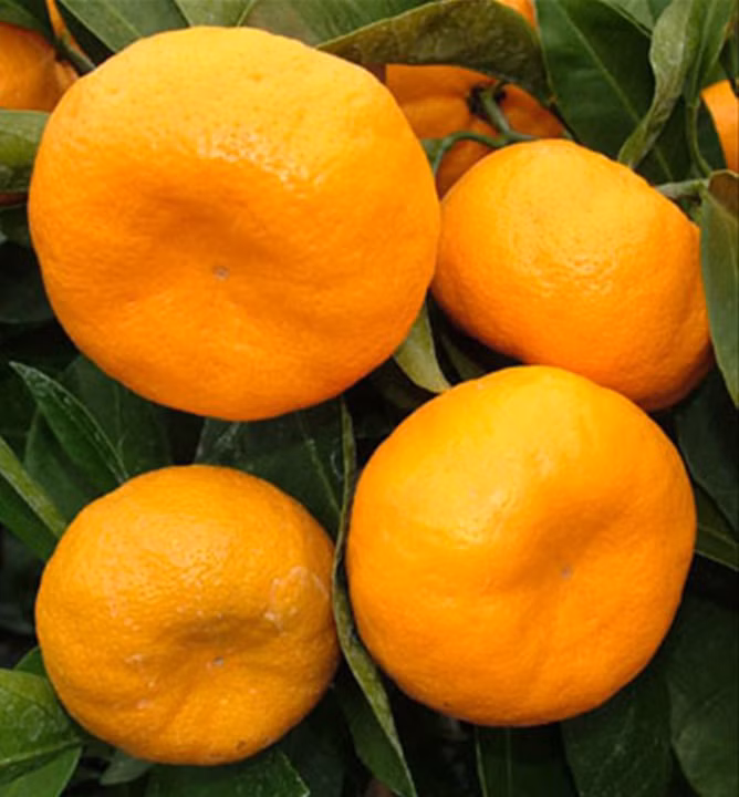 e91c03b7d6aeeea91da06d9da8e2c61c