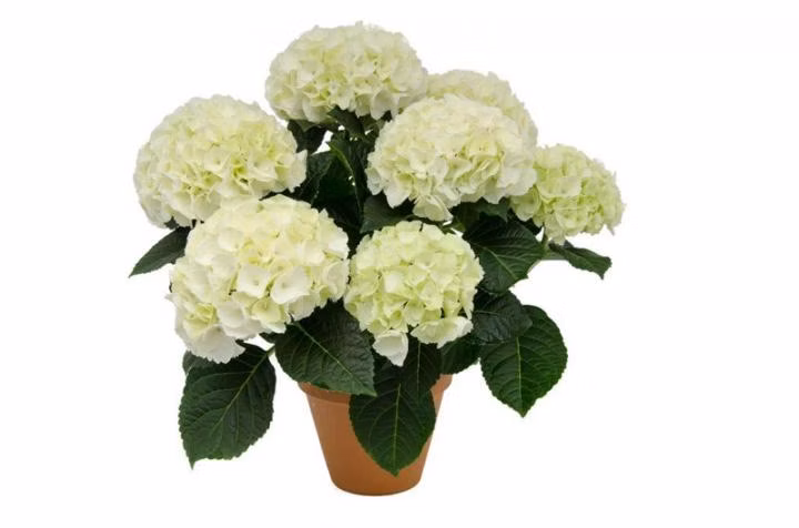 e9298c60066a376844ae4fc17482310c