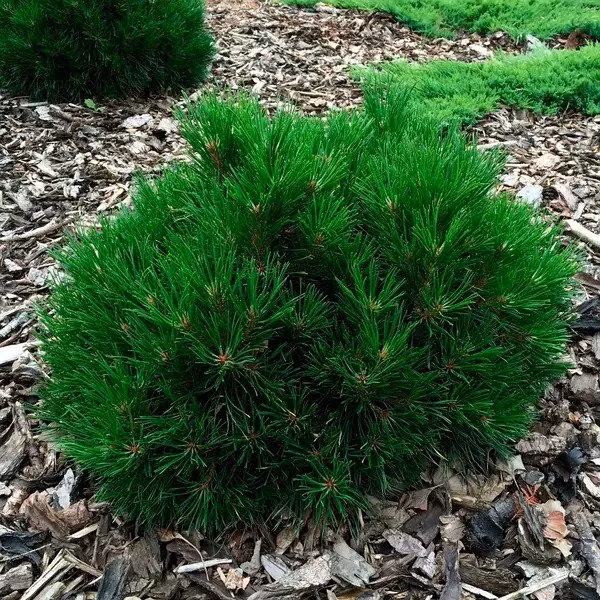 e933d610f0a52328db0e8b90e95c82ea