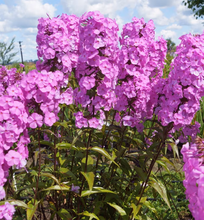 e9fa05175091f9e6522edd64bf50e1a3