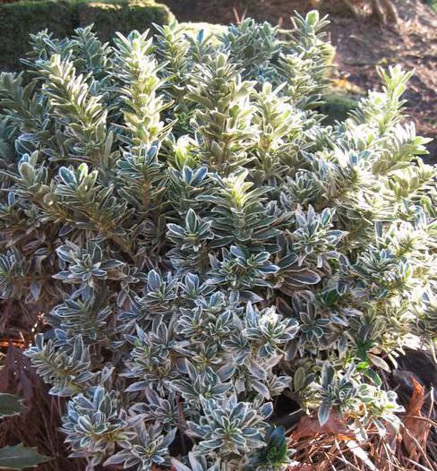 ea0a2ab75370c5b065b0b8b83a817486