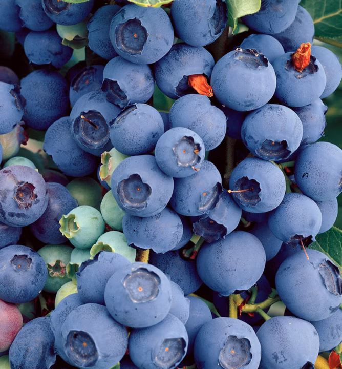 ea14bcf77d04fb582f1699ccf986b055