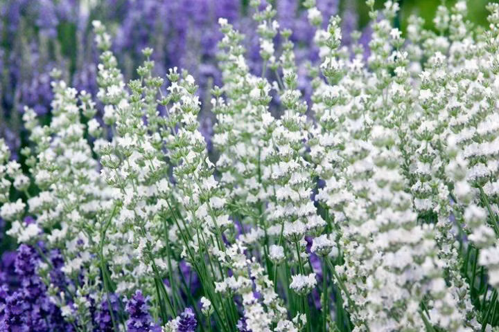 ea2f560de8e5380d6cbc9f2f4767a756