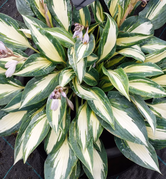 ea938b632520e6a5a5360b1f651b10a0