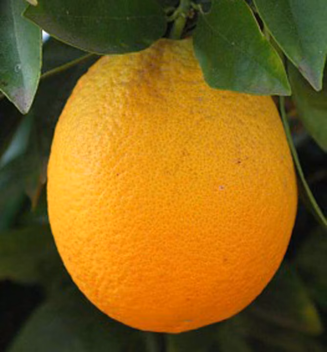 ea9f1b4ddb3dd1da6c5b54a9fe0eff84