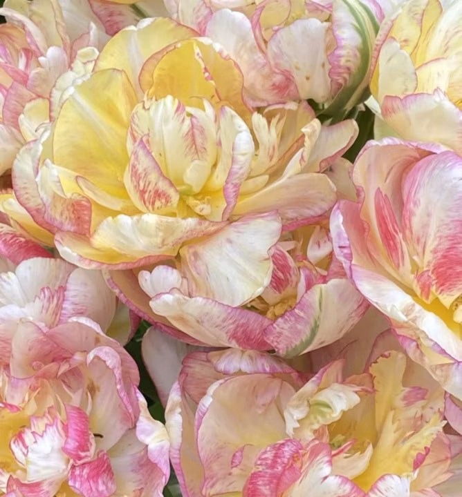 eaf1e540d3ff9ef7c17324a81665703b