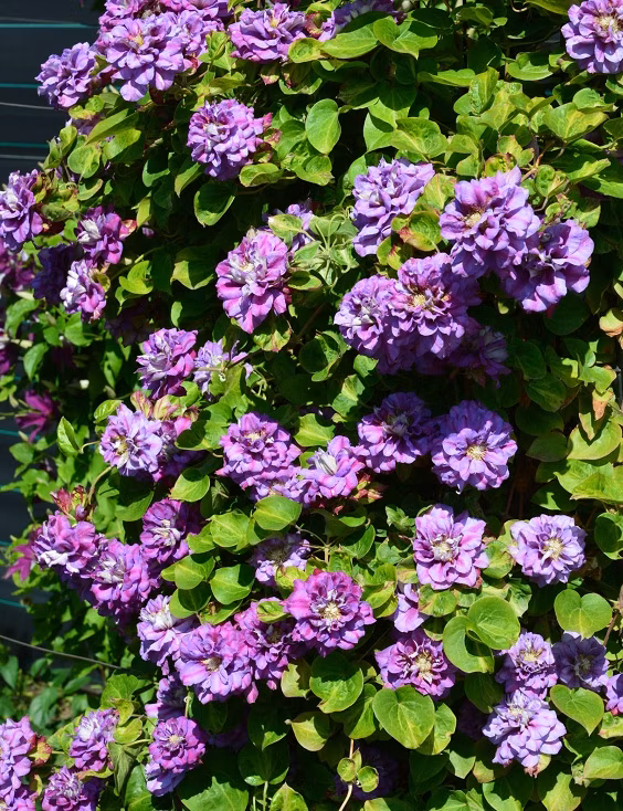 eb65139f8ca85134e99b5418c7486efe